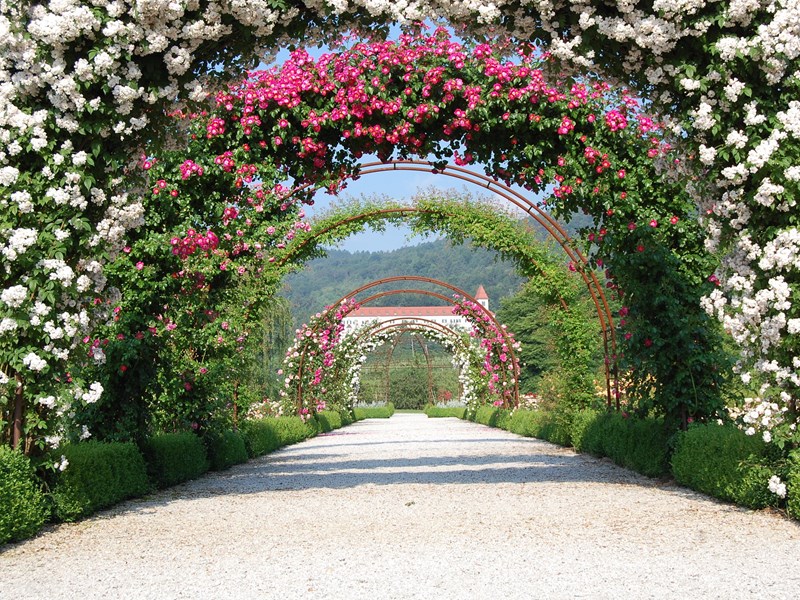 Botanički vrt Univerziteta u Mariboru